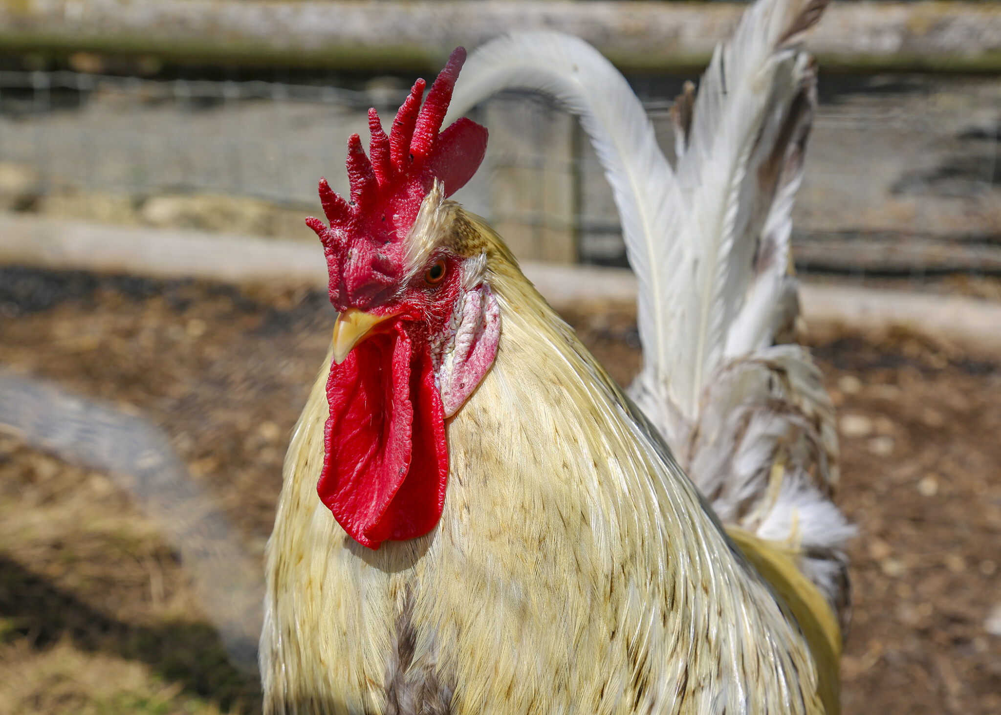 Jersey Giant Hen vs. Rooster: What Are the Differences? - AZ Animals